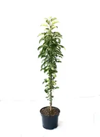 Prunus avium 'Boas' ® Säulenkirsche, 3 Liter