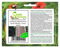 20x Eucalyptus deglupta Baum Garten Pflanzen - Samen B1442