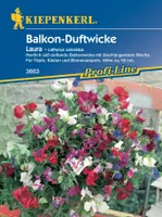 [STREICHUNG 2024] Balkon - Duftwicke | Wickensamen von Kiepenkerl