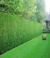 BALDUR Garten Leyland-Zypressen-Hecke, 50 Pflanzen, Bastardzypresse, Cupressocyparis leylandii, schnell wachsend, natürlicher Sichtschutz, winterhart, mehrjährig und immergrün