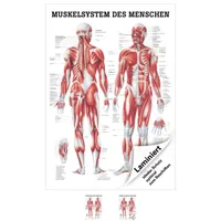 Das Skelett des Menschen Mini-Poster Anatomie 34x24 cm medizinische  Lehrmittel