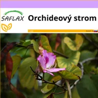 SAFLAX - Orchideový strom - Bauhinia variegata - 8 Semená