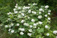 Hydrangea quercifolia 'Snow Giant', Eichenblatthortensie, 40–60 cm