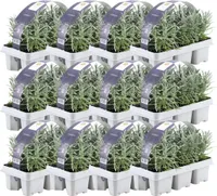 12 x 6er set Lavendel angustifolia - 72 x Ø7 cm - ↕15 cm - Lavendelpflanzen winterhart - Frisch aus der Gärtnerei geliefert