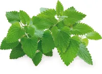 Semená catnip Click and Grow