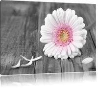 100x70 Abstrakt Magnolie Leinwandbild Blumen