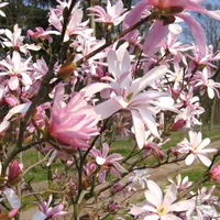 Magnólia - Magnolia Loebneri 'Leonard Messel' - 50-60 cm nádoba