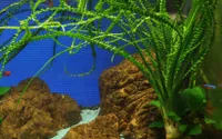 Aquarium Pflanze Crinum calamistratum Tropica Nr.094A Wasserpflanzen