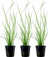 Aquarium Pflanze 3 Stück Cyperus helferi Wasserpflanze AquaOne Topf Nr.333A Set