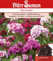 Dürr-Samen - Bartnelke Mischung zweijährig 50-60 cm - Saatgut - 0748