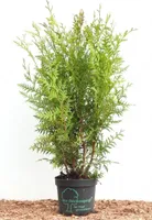 Thuja occidentalis 'Brabant', Lebensbaum, grün, 60–100 cm
