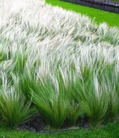 BALDUR Garten Mädchenhaargras Federgras, 3 Pflanzen Engelshaargras winterhart Garten-Ziergräser, winterharte Staude, trockenresistent, mehrjährig, blühend, Stipa borysthenica