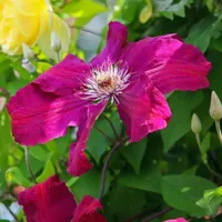 Clematis Stasik 1L