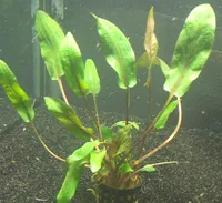 10 Töpfe Cryptocoryne walkeri, Wasserpflanze