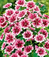 BALDUR-Garten Stauden-Malve "Zebrina", 3 Pflanzen Malvenpflanze, winterharte Staude, mehrjährig, pflegeleicht, blühend, Schnittblume, Malva sylvestris