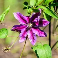 Clematis Akaishi 1L