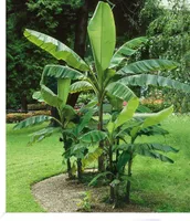 BALDUR Garten Winterharte Bananen 'grün', 1 Pflanze, Faserbanane Bananenbaum Musa basjoo Bananenpflanze, mehrjährige Staude, Bananen-Früchte essbar