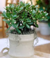 BALDUR Garten Geldbaum Crassula, 1 Pflanze, Zimmerpflanze pflegeleicht Zimmerpflanze, Grünpflanze, mehrjährig - frostfrei halten, pflegeleicht, Wasserbedarf gering, Crassula ovata