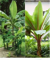 BALDUR Garten Winterharte-Bananen-Kollektion, 2 Pflanzen Faserbanane Bananenbaum Musa basjoo Bananenpflanze, winterharte Staude, mehrjährig, Bananen-Früchte essbar