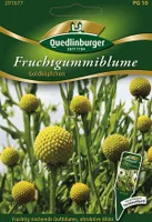 Quedlinburger Saatgut - Fruchtgummiblume - Samen - 291677