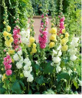 BALDUR Garten Stockrosen-Malven-Mischung, 3 Pflanzen Alcea rosea 'Pleniflora' Gefüllt blühende Garten Stockrose, winterharte Staude, mehrjährig, Wasserbedarf gering, blühend