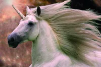 Einhorn Poster Unicorn  61 x 91,5 cm