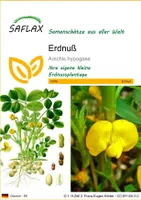 SAFLAX - Erdnuß - 8 Samen - Arachis hypogaea