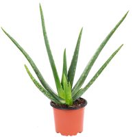 medizinisch,4-5 Jahre alt,15cm Topf,50 cm hoch,2 große Pflanzen Echte Aloe Vera