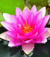 BALDUR Garten Seerose (Nymphaea) 'Pink',1 Stück, monatelang traumhaft schöne Blüten, äußerst begehrte Wasserpflanze, winterhart, mehrjährig & pflegeleicht, leuchtender Blickfang im Teich