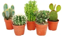 5 verschiedene mittelgroße Kakteen im Set, 8,5cm Topf, ca. 12-18cm hoch
