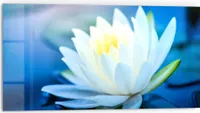 DEQORI Küchenrückwand Glas 80x40 cm 'Lotusblüte im Wasser' Spritzschutz Bad Rückwand