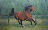 Schreibtischunterlage / Größe: 68x44cm / mit Pferdemotiv