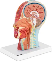 physa Anatomie Schädel - Medianschnitt - Originalgröße