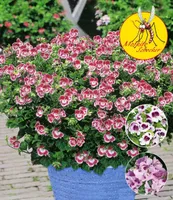 BALDUR Garten Duft-Geranie 'Moskito-Schocker®',3 Pflanzen, zitronenartiges Aroma gegen Mücken & Wespen, ideal für Kübel & Balkonkästen, farbenfrohe Mischung