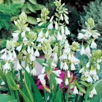 Galtonia Candicans Kaphyazinthe 1 St. duftend Zwiebel Blumenzwiebel Blüten