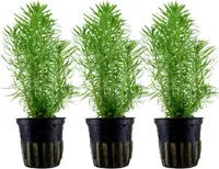 Aquarium Pflanze 3 Stück Pogostemon erectus Wasserpflanze Tropica Nr.053F Set
