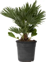 Palmička nízka - Chamaerops 'Vulcano' - Výška 45-55cm - ⌀24cm