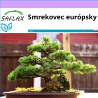 SAFLAX - smrekovec európsky - Larix decidua - 75 Semená