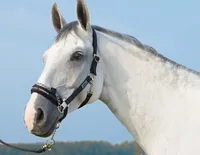 Eskadron Halfter Control Schiebeschnalle Schwarz Pony P2