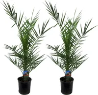 Trendyplants - 2x Phoenix Canariensis - palma daktylowa - mrozoodporna - roślina ogrodowa - wysokość 70-90 cm - rozmiar doniczki Ø15cm