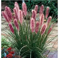 Pennisetum alopecutoides Červenohlávka 1L