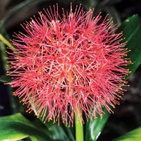 Scadoxus Multiflorus 1 St. Beet Kübelpflanze Topfpflanze