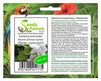 20x Gardenia jasminoides Blumen Zimmer Garten Pflanzen - Samen B1507