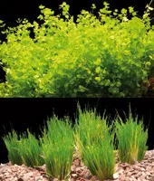 30 svazků Eleocharis parvula + 10 svazků Micranthemum umbrosum