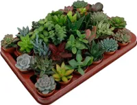 Trendyplants - zmes sukulentov 30 kusov - výška 5-15 cm - veľkosť kvetináča Ø5,5 cm