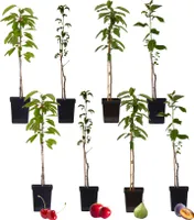 Fruchtsäulen - 8 Stk - Malus, Pryus, Prunus - Höhe 60-70cm - ⌀9cm