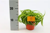 Grünlilie Chlorophytum comosum Bonnie 20cm – Luftreinigende Zimmerpflanze pflegeleicht für Zuhause & Büro
