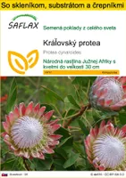 SAFLAX Kultivačný set - kráľovský protea - Protea cynaroides - 5 Semená - S mini skleníkom, pestovateľským substrátom a 2 črepníkmi