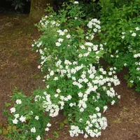 Prachtspiere Spiraea vanhouttei im 5 Liter Container 60-100 cm