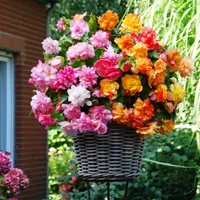 Begonie Balcony Mix 5 St. Knolle Blumen Blumenknolle Garten Töpfe Blüten